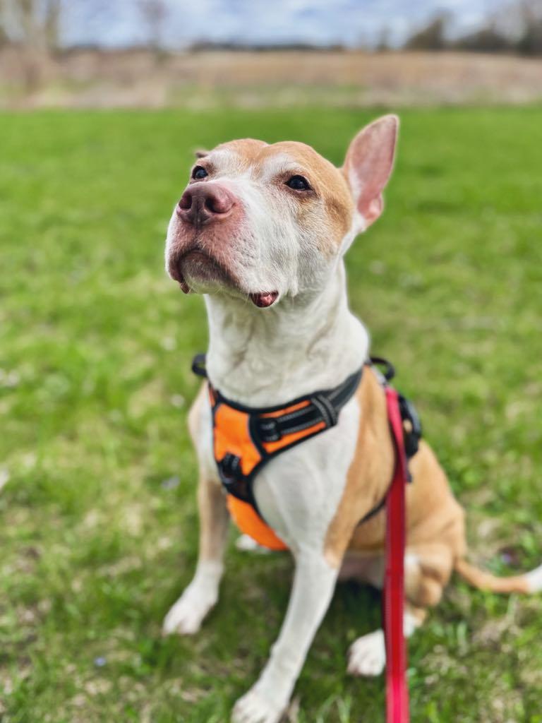 Jack, an adoptable American Staffordshire Terrier in Janesville, WI, 53545 | Photo Image 6
