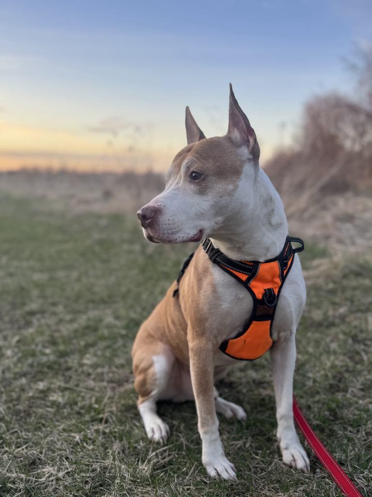 Jack, an adoptable American Staffordshire Terrier in Janesville, WI, 53545 | Photo Image 5