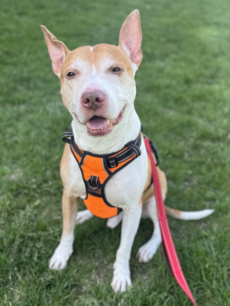 Jack, Adoptable, Senior Male American Staffordshire Terrier.