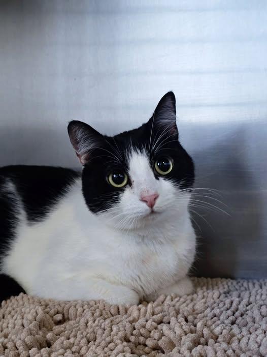 Enlarge Mavis, a ADOPTABLE Domestic Short Hair in Prineville, OR image 2/2