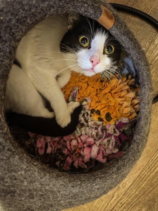 Mavis, ADOPTABLE, Adult Female Domestic Short Hair.