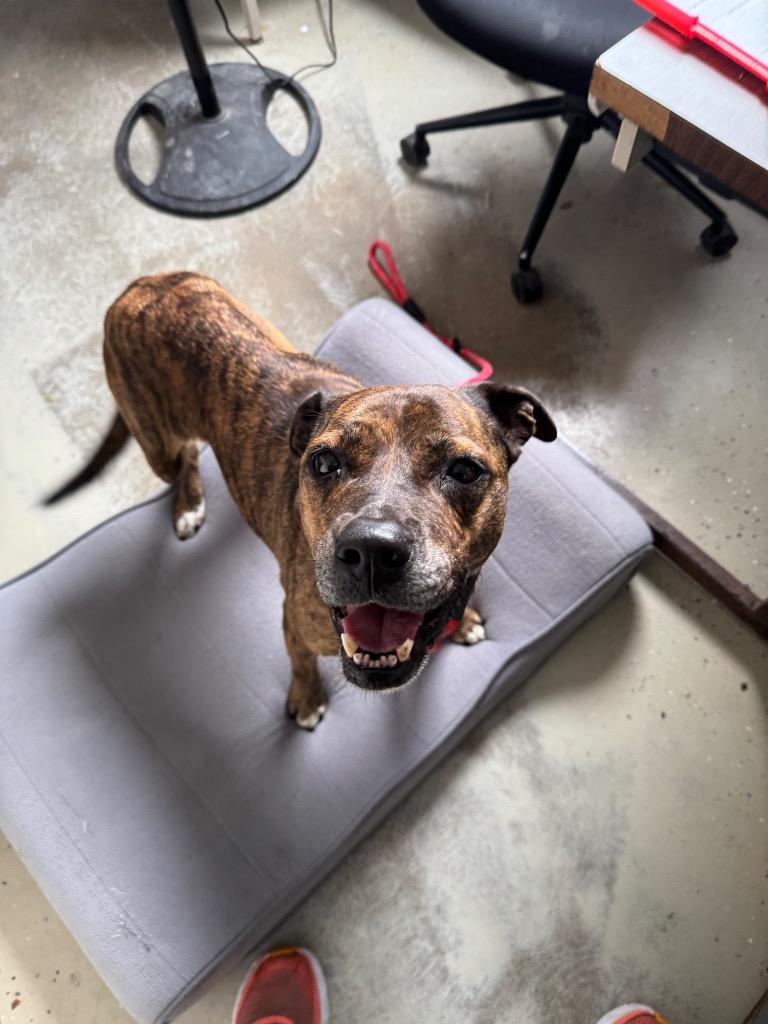 Enlarge Chickie, a Adoptable Mountain Cur in Camden, TN image 1/1