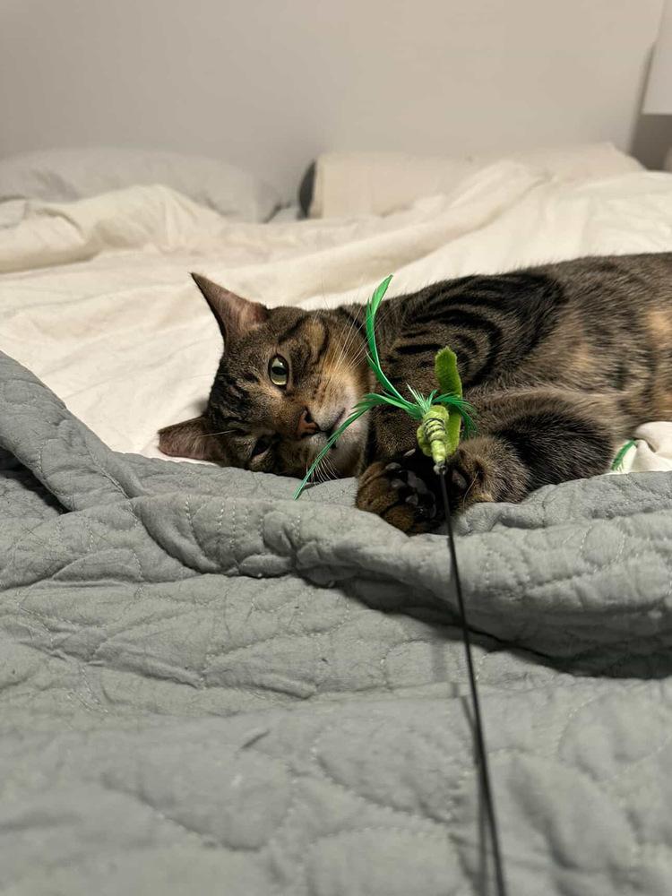 Rhette, Adoptable, Adult Male Domestic Short Hair.