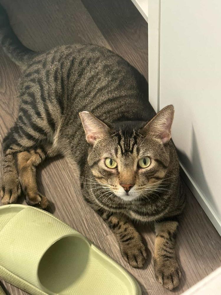 Enlarge Rhette, a Adoptable mixed breed in tucson, AZ image 3/5