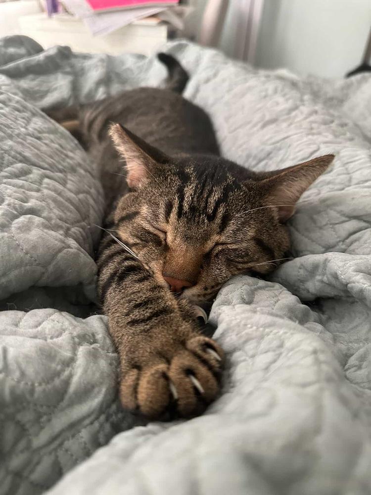 Enlarge Rhette, a Adoptable mixed breed in tucson, AZ image 4/5