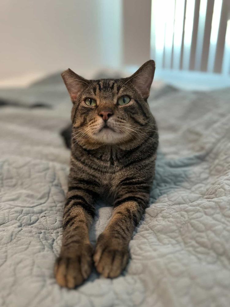 Enlarge Rhette, a Adoptable mixed breed in tucson, AZ image 5/5