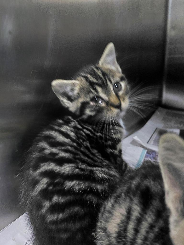 Enlarge Warlock, a Adoptable mixed breed in Henderson, NC image 1/1