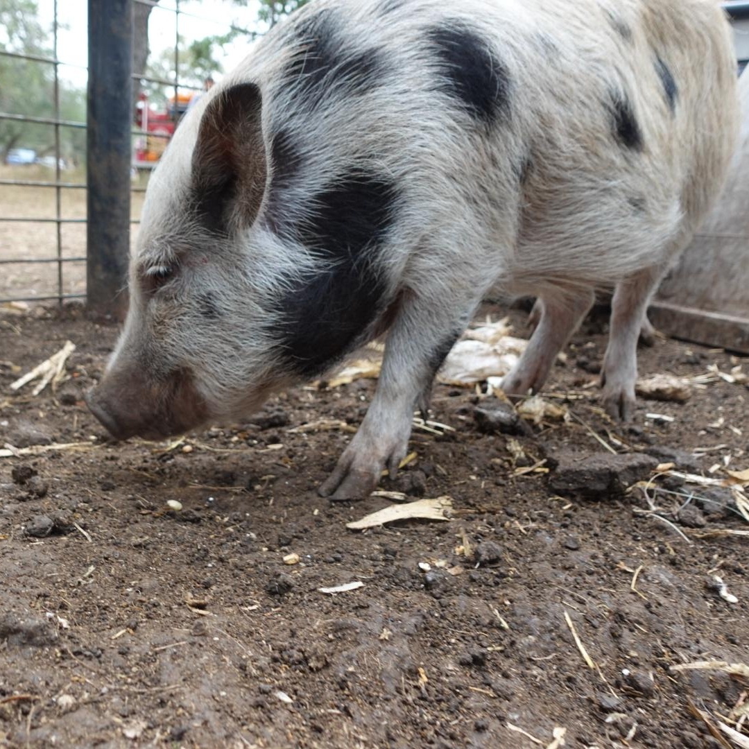 Enlarge Curly, a Adoptable Pig in Bulverde, TX image 3/3
