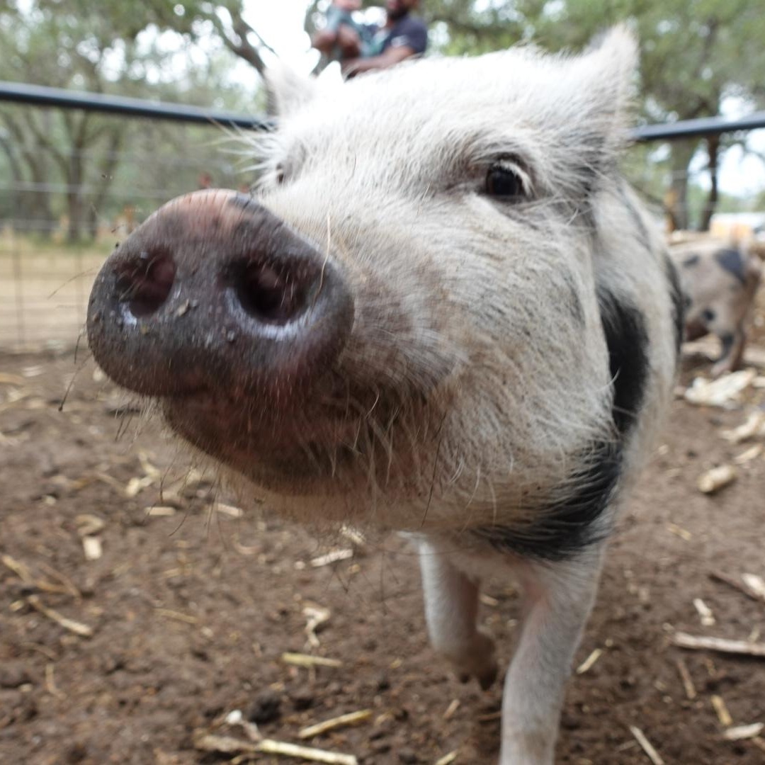 Enlarge Curly, a Adoptable Pig in Bulverde, TX image 2/3
