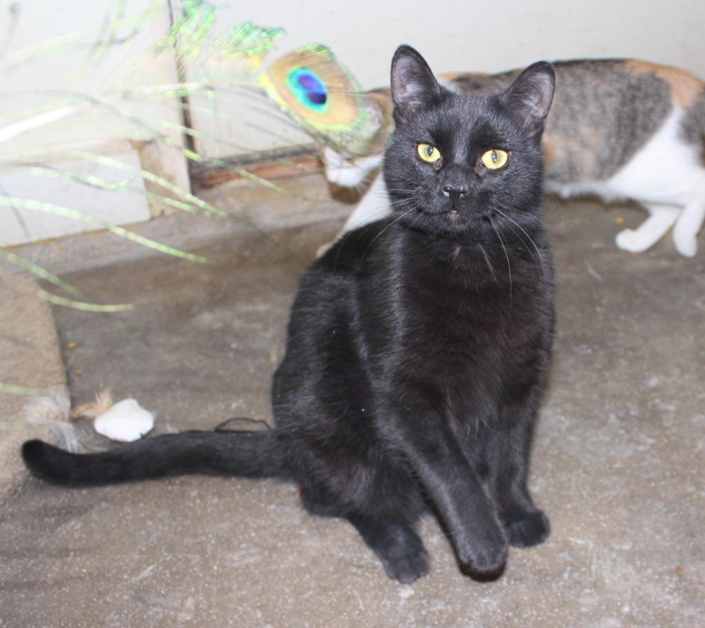 Enlarge Blackee, a Adoptable mixed breed in Saint James, MN image 1/4