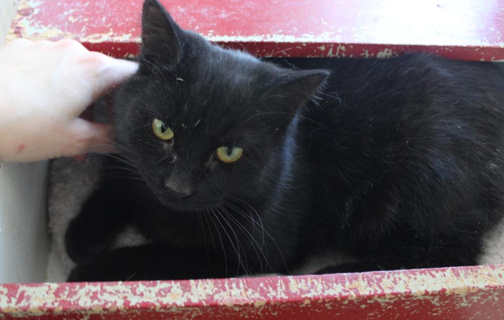 Enlarge Blackee, a Adoptable mixed breed in Saint James, MN image 1/3