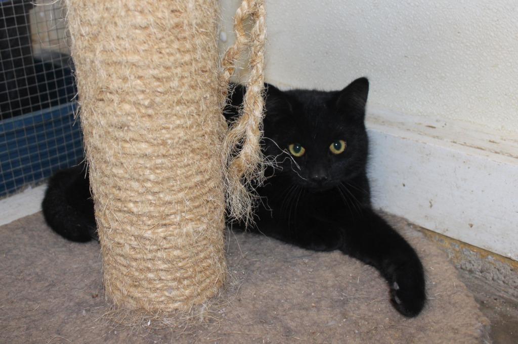 Enlarge Blackee, a Adoptable mixed breed in Saint James, MN image 2/3