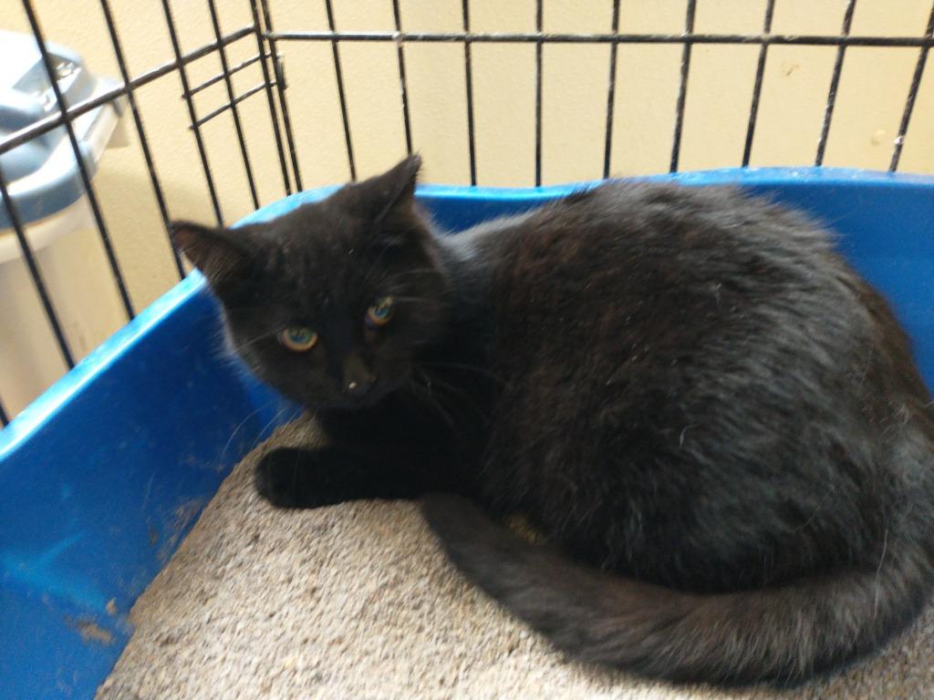 Enlarge Blackee, a Adoptable mixed breed in Saint James, MN image 3/3