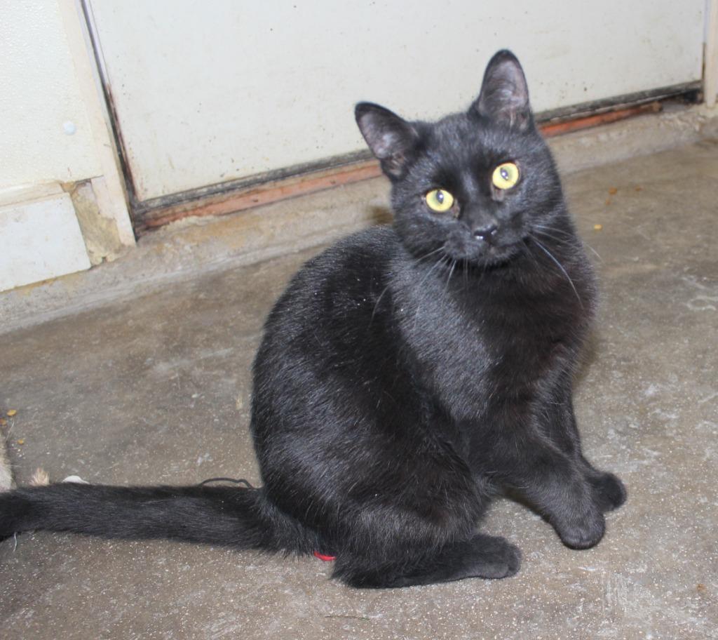 Enlarge Blackee, a Adoptable mixed breed in Saint James, MN image 4/4