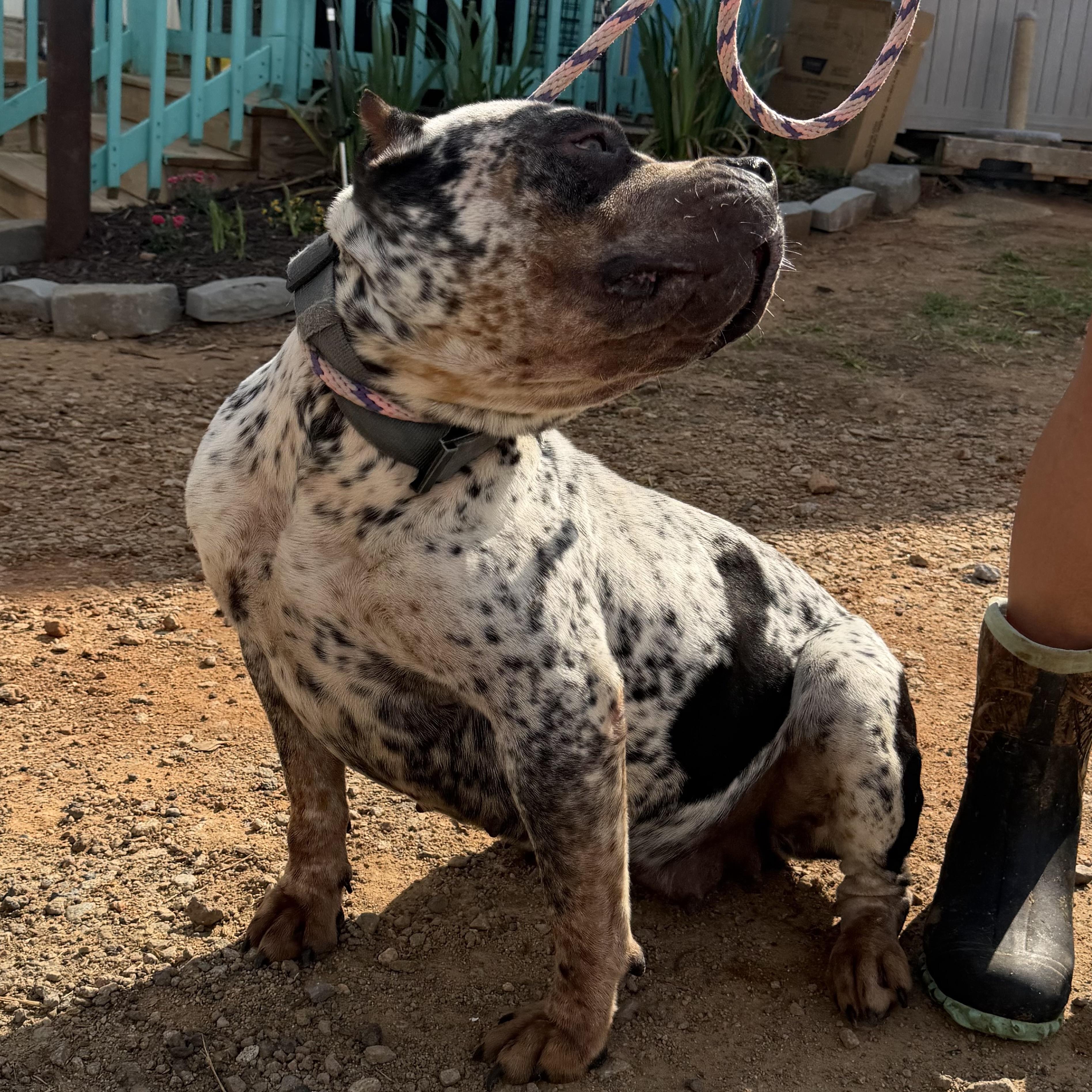 Medusa — thumbnail 2