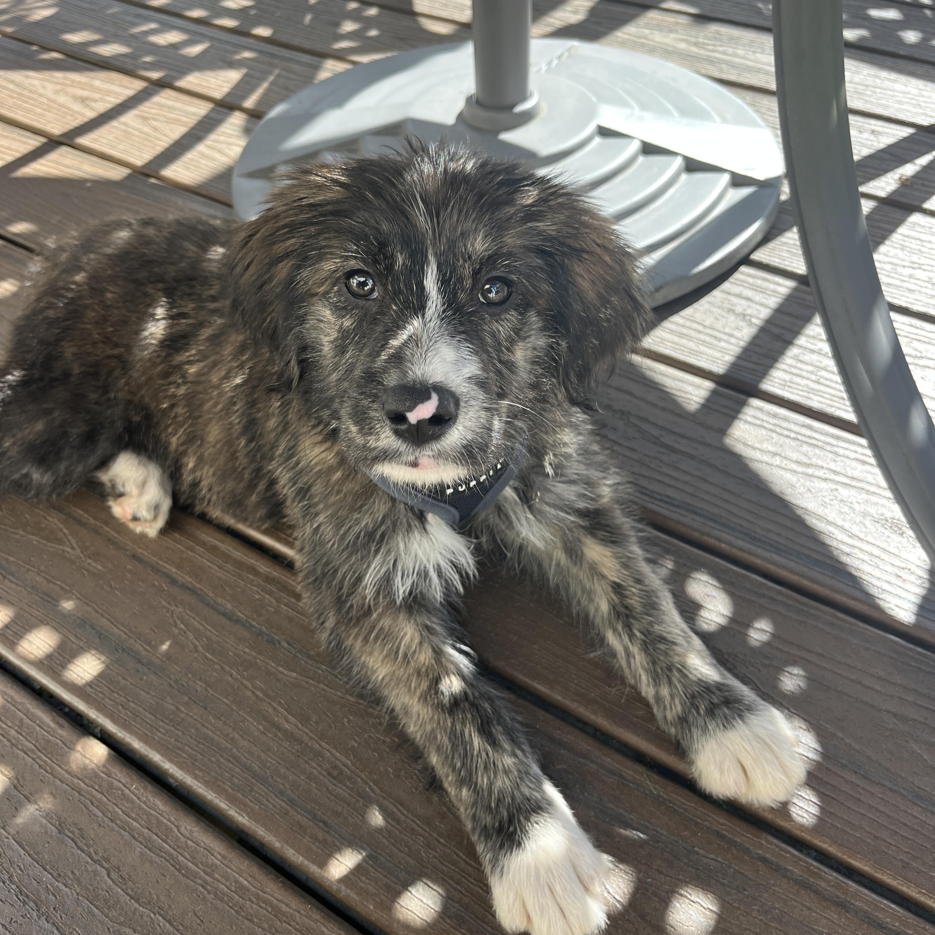 Trace - Adoption Pending!, Adoptable, Puppy Male German Shepherd Dog & Shepherd.