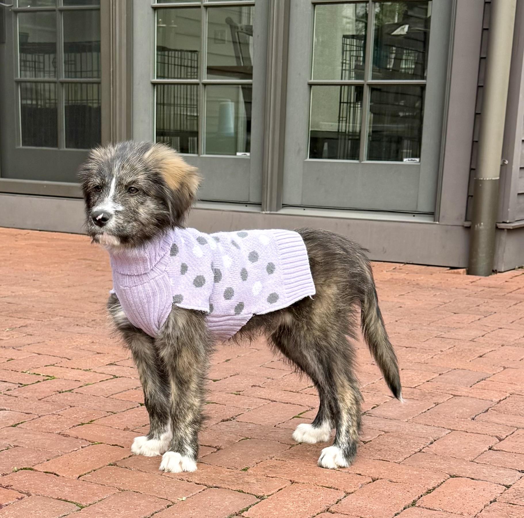 Trace - Adoption Pending!, a Adoptable mixed breed in Randolph, NJ image 2/5