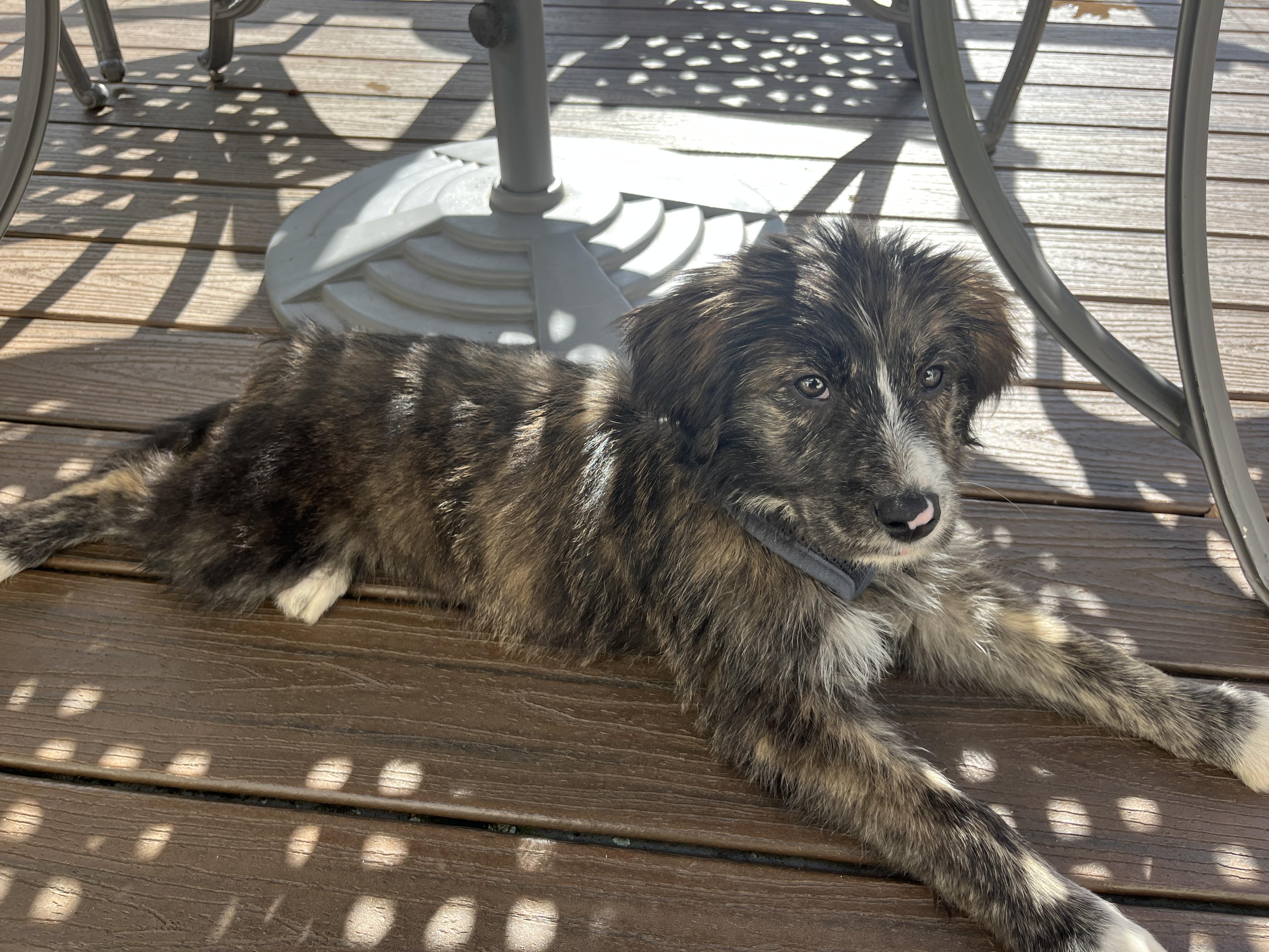 Trace - Adoption Pending!, a Adoptable mixed breed in Randolph, NJ image 3/5