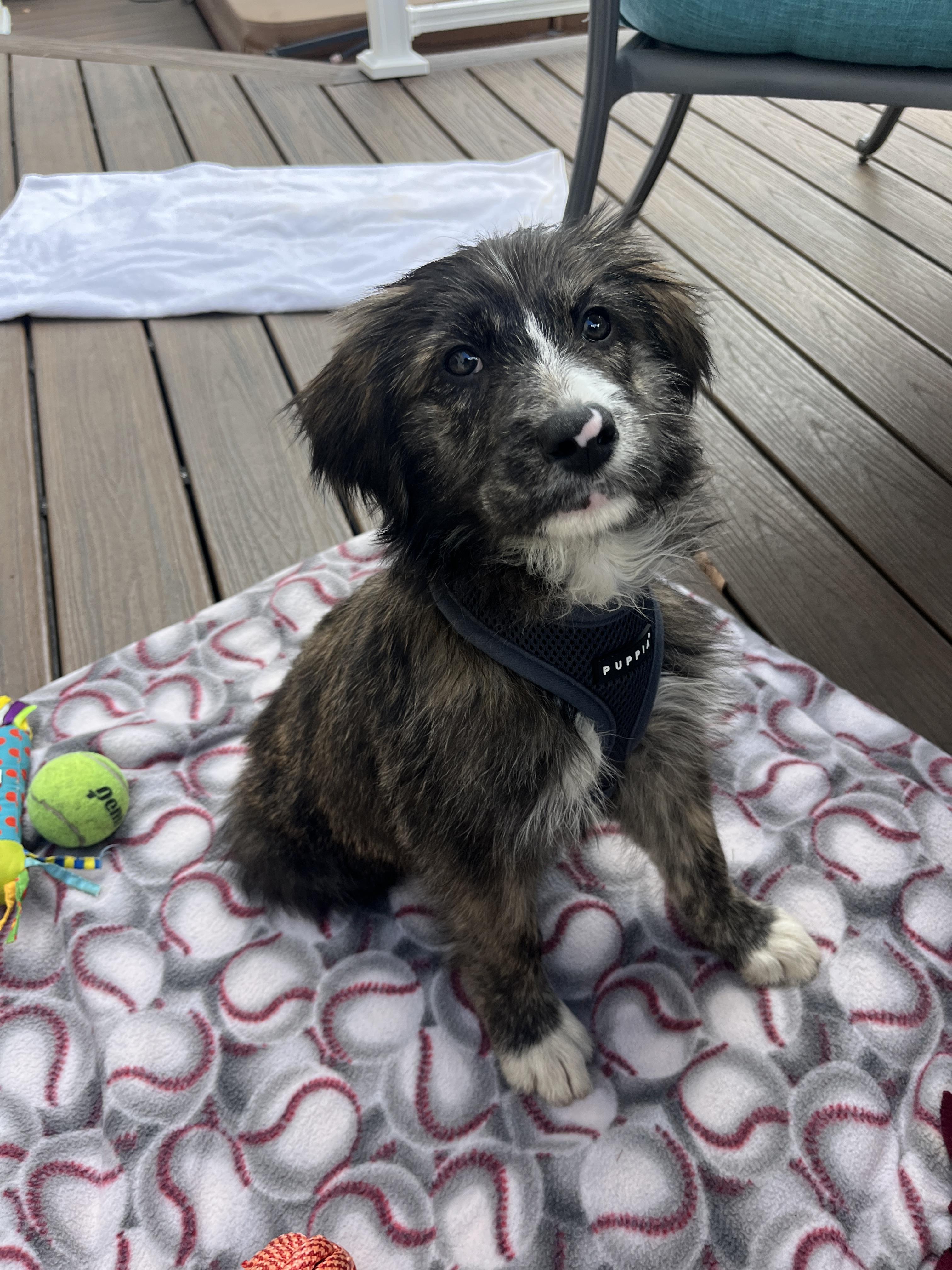 Trace - Adoption Pending!, a Adoptable mixed breed in Randolph, NJ image 4/5