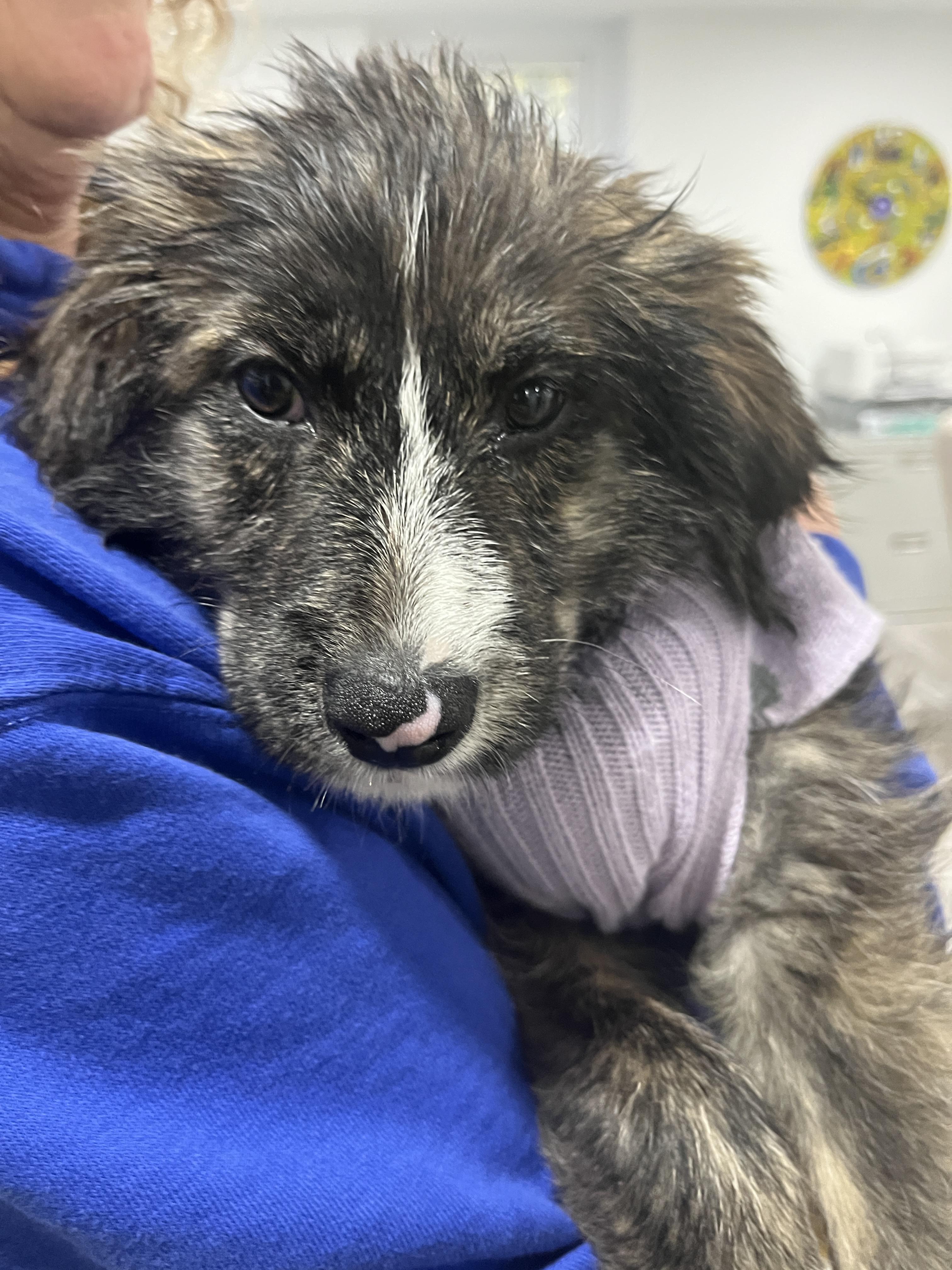 Trace - Adoption Pending!, a Adoptable mixed breed in Randolph, NJ image 5/5