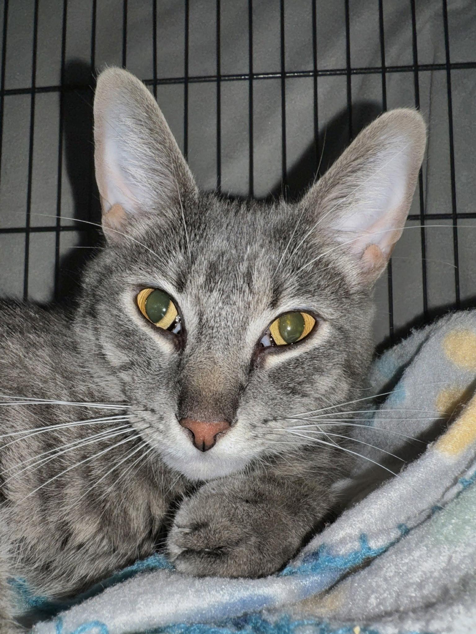 Otis, Adopted, Young Male Domestic Short Hair.