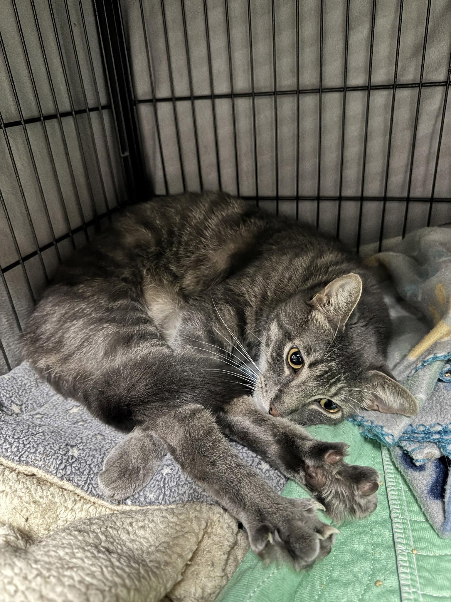 Enlarge Otis, a Adopted Domestic Short Hair in Lake Saint Louis, MO image 2/3
