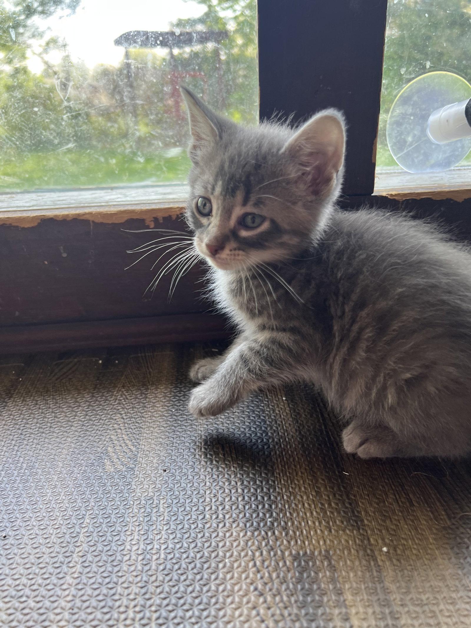 Enlarge Otis, a Adopted Domestic Short Hair in Lake Saint Louis, MO image 3/3