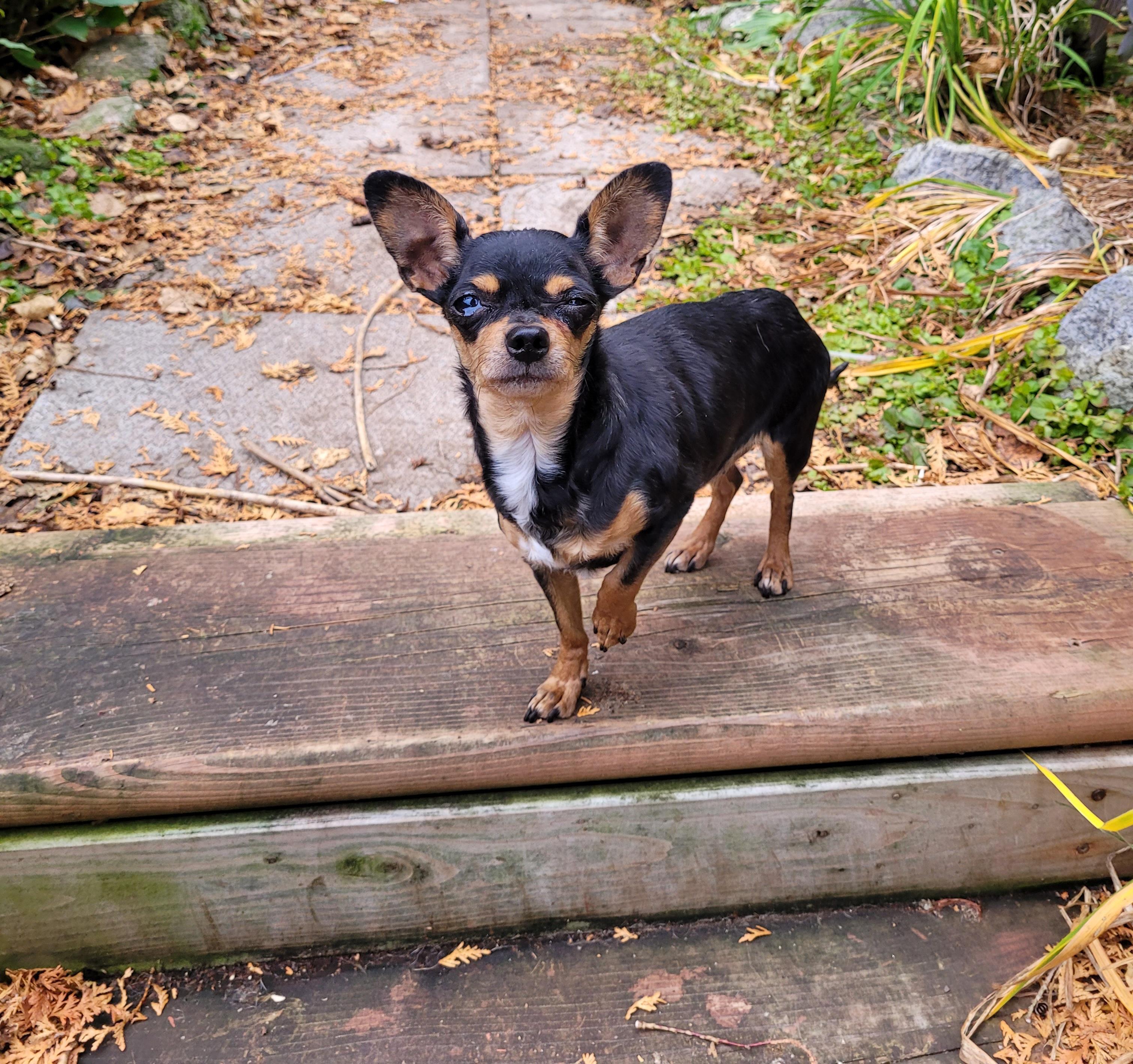 Enlarge Chanelle, a Adopted Chihuahua in Toronto, ON image 1/1
