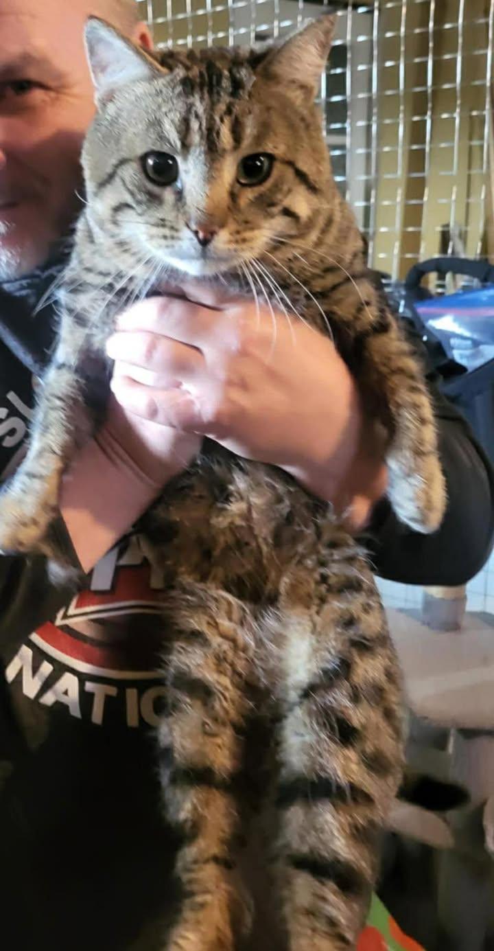 Norris, ADOPTABLE, Young Male Tabby.