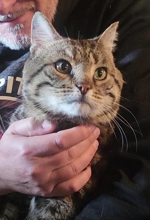 Enlarge Norris, a ADOPTABLE Tabby in Winnipeg, MB image 2/2