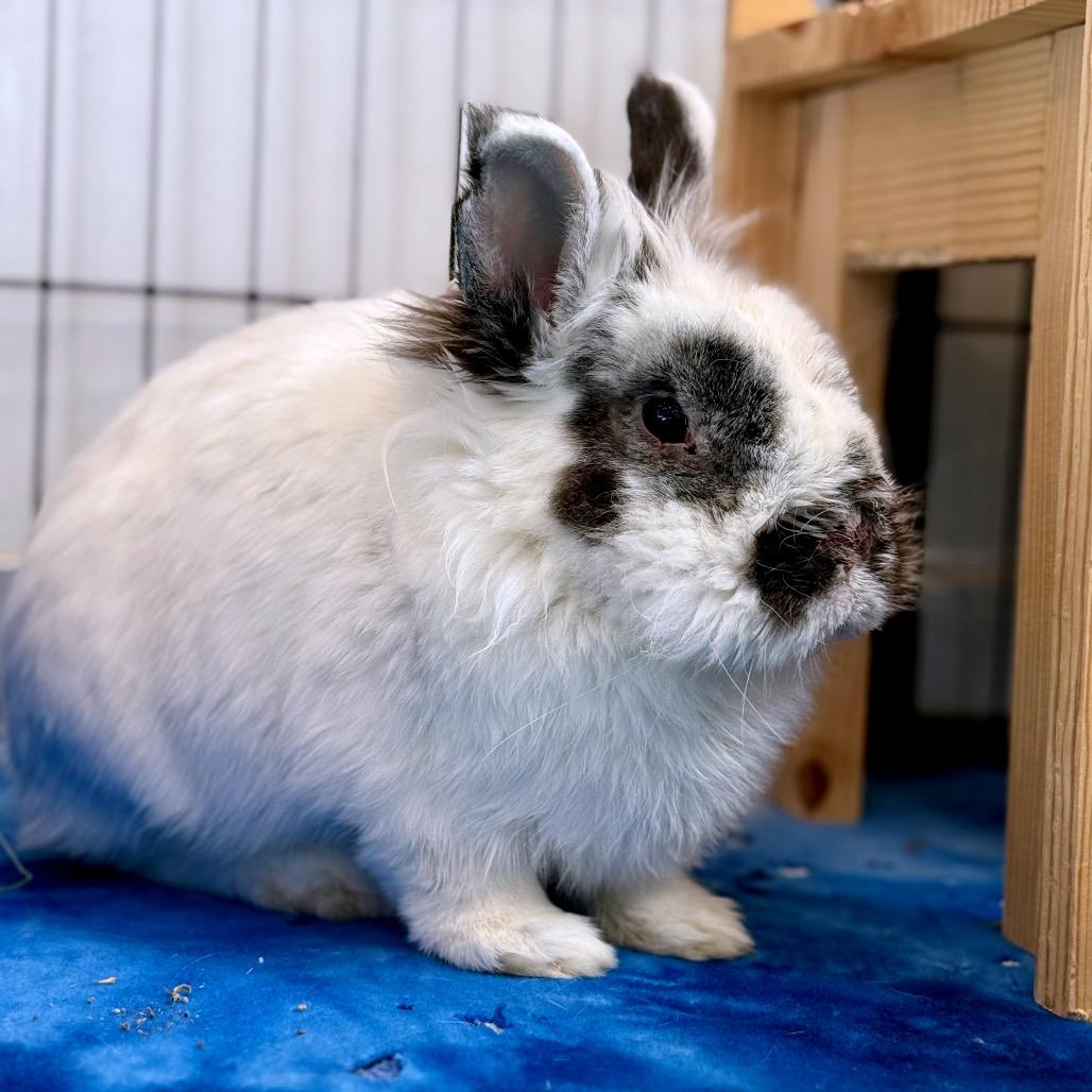Enlarge Hedwig, a Adoptable Lionhead in Kanab, UT image 1/4