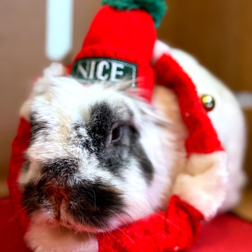 Enlarge Hedwig, a Adoptable Lionhead in Kanab, UT image 2/4