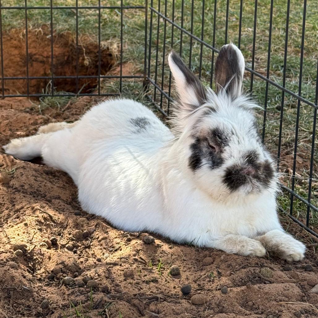 Enlarge Hedwig, a Adoptable Lionhead in Kanab, UT image 3/4