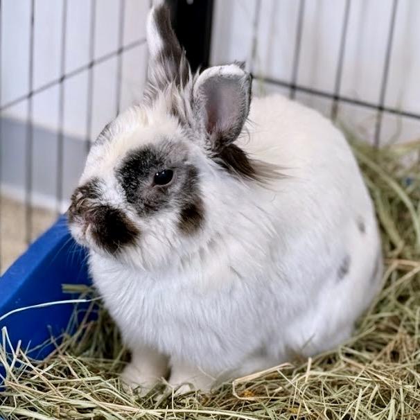 Enlarge Hedwig, a Adoptable Lionhead in Kanab, UT image 4/4