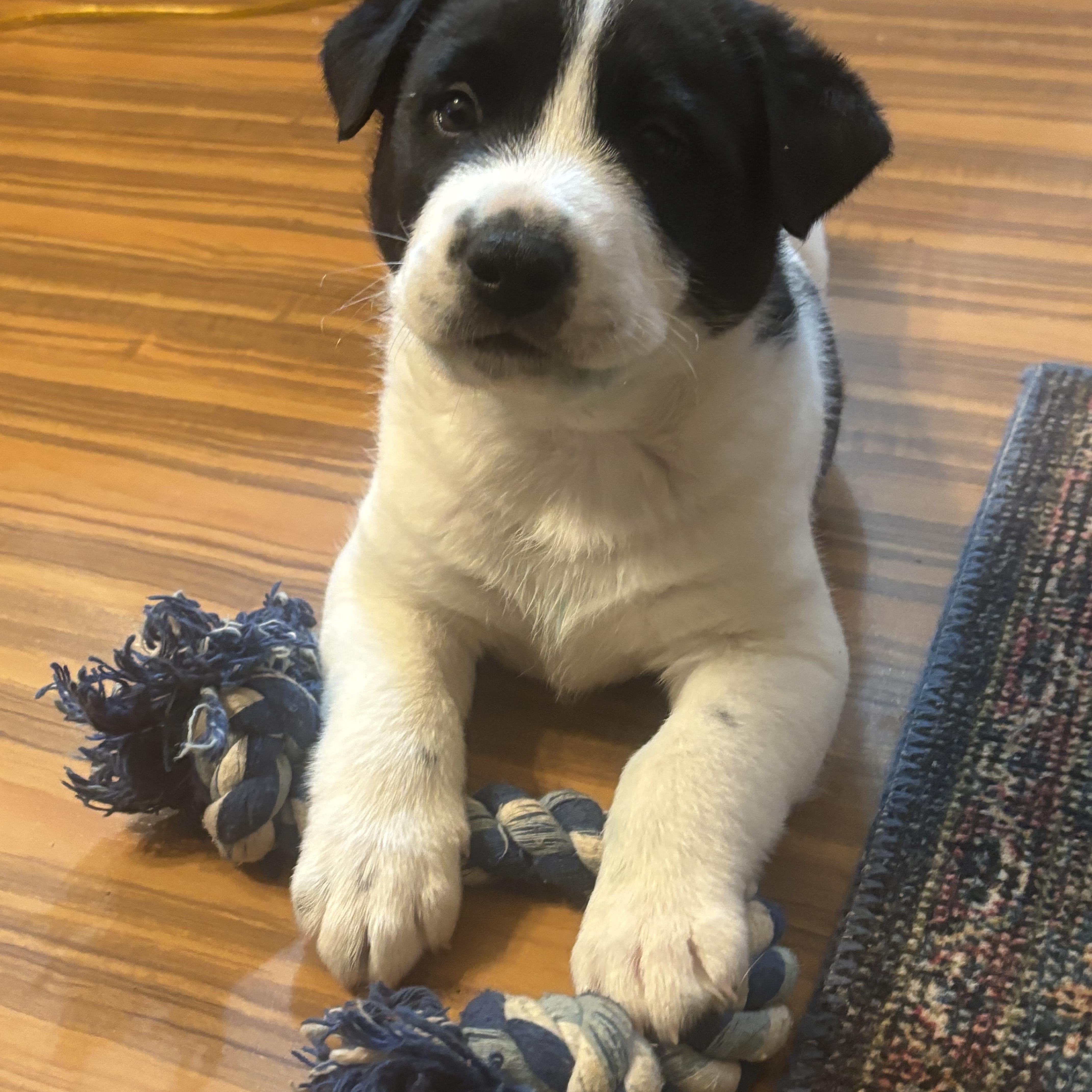 Chunk , a ADOPTABLE mixed breed in Olympia, WA image 1/6