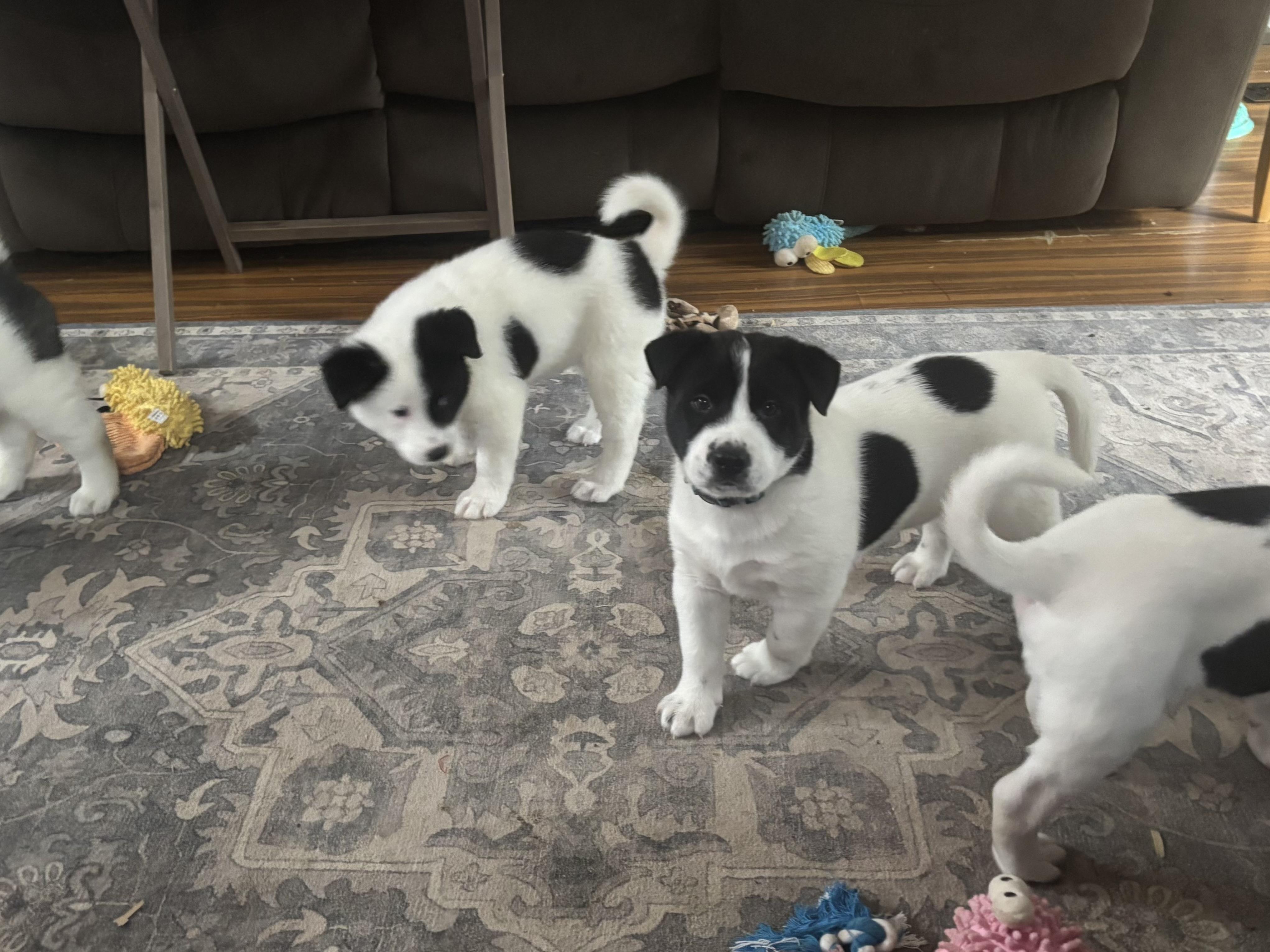 Chunk , a ADOPTABLE mixed breed in Olympia, WA image 4/6
