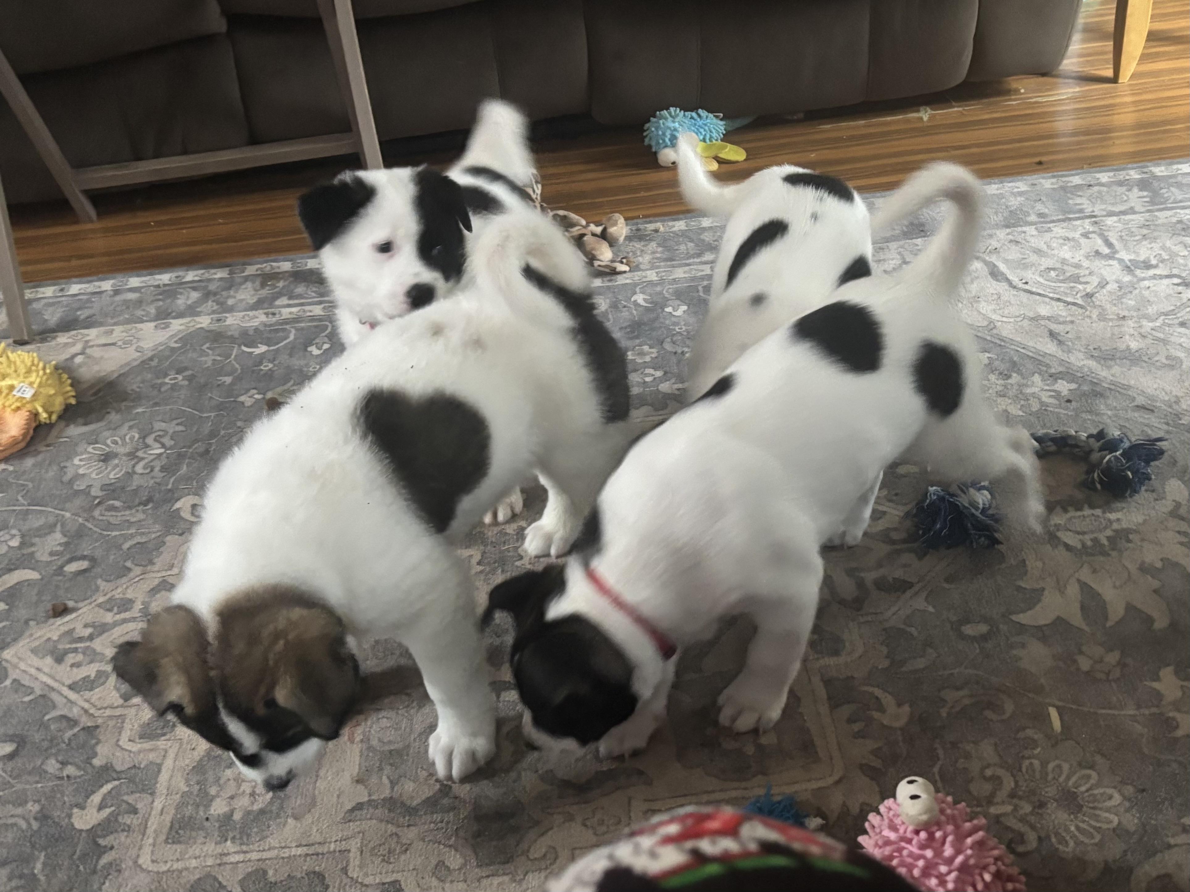 Chunk , a ADOPTABLE mixed breed in Olympia, WA image 5/6