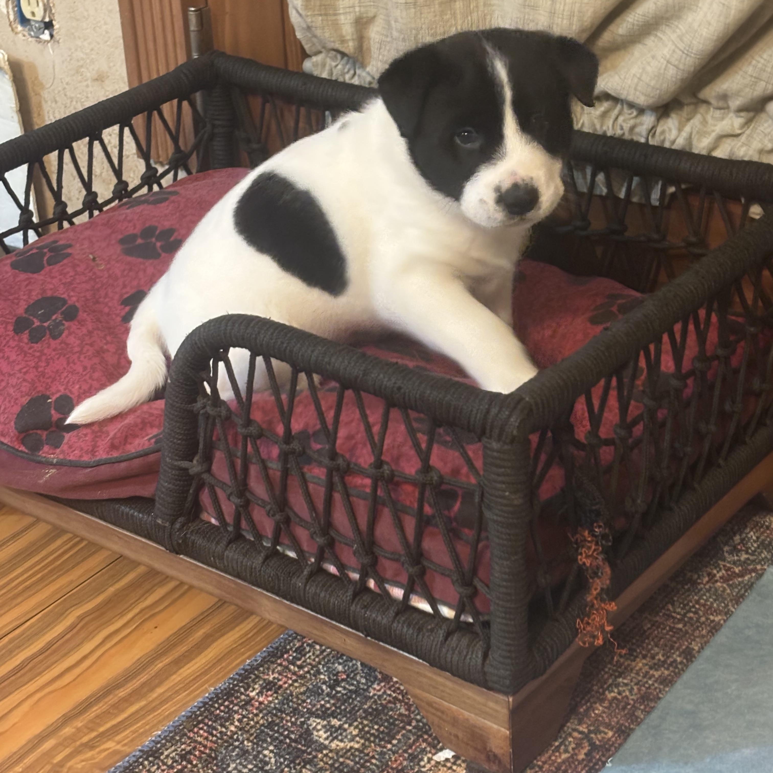 Chunk , a ADOPTABLE mixed breed in Olympia, WA image 2/6