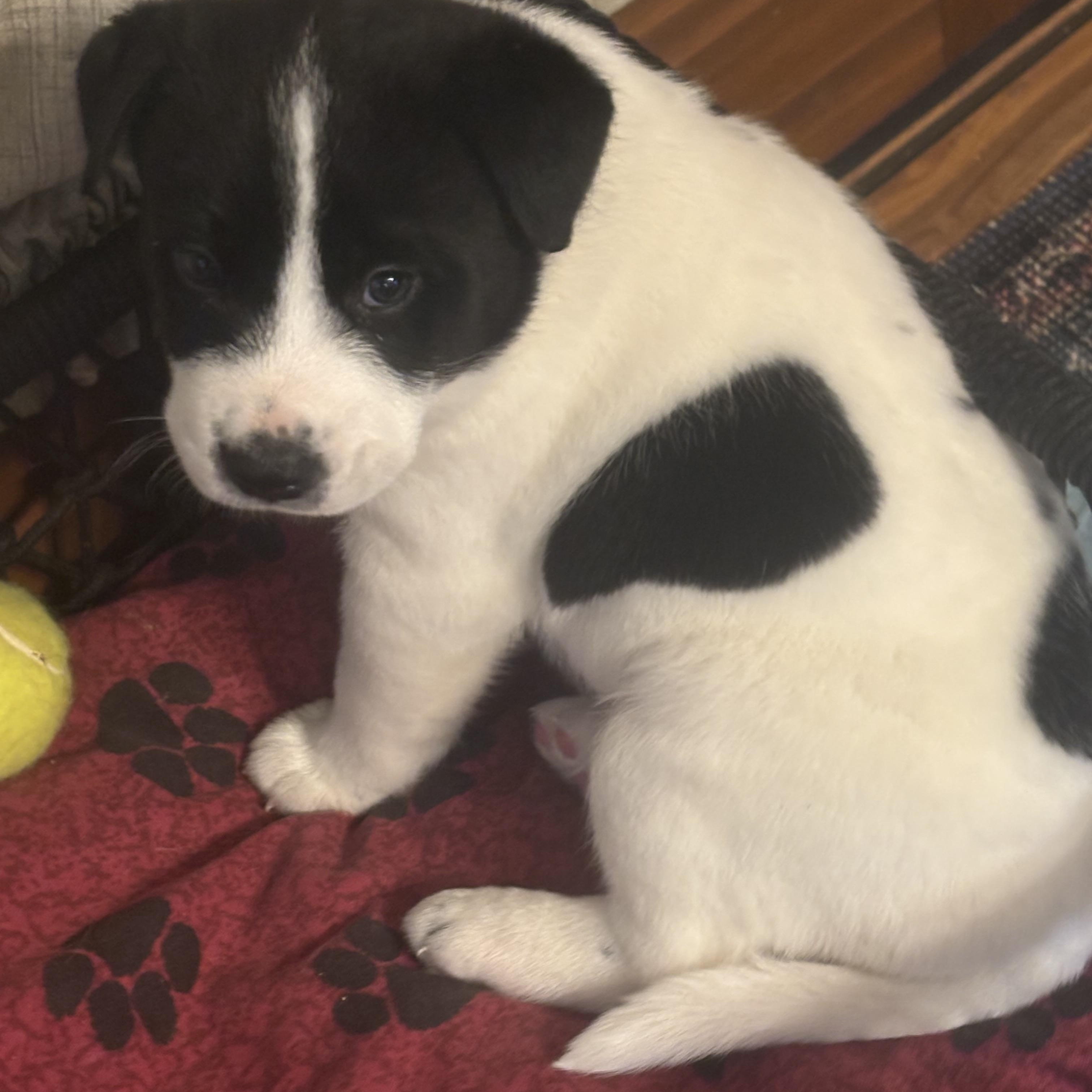 Chunk , a ADOPTABLE mixed breed in Olympia, WA image 3/6
