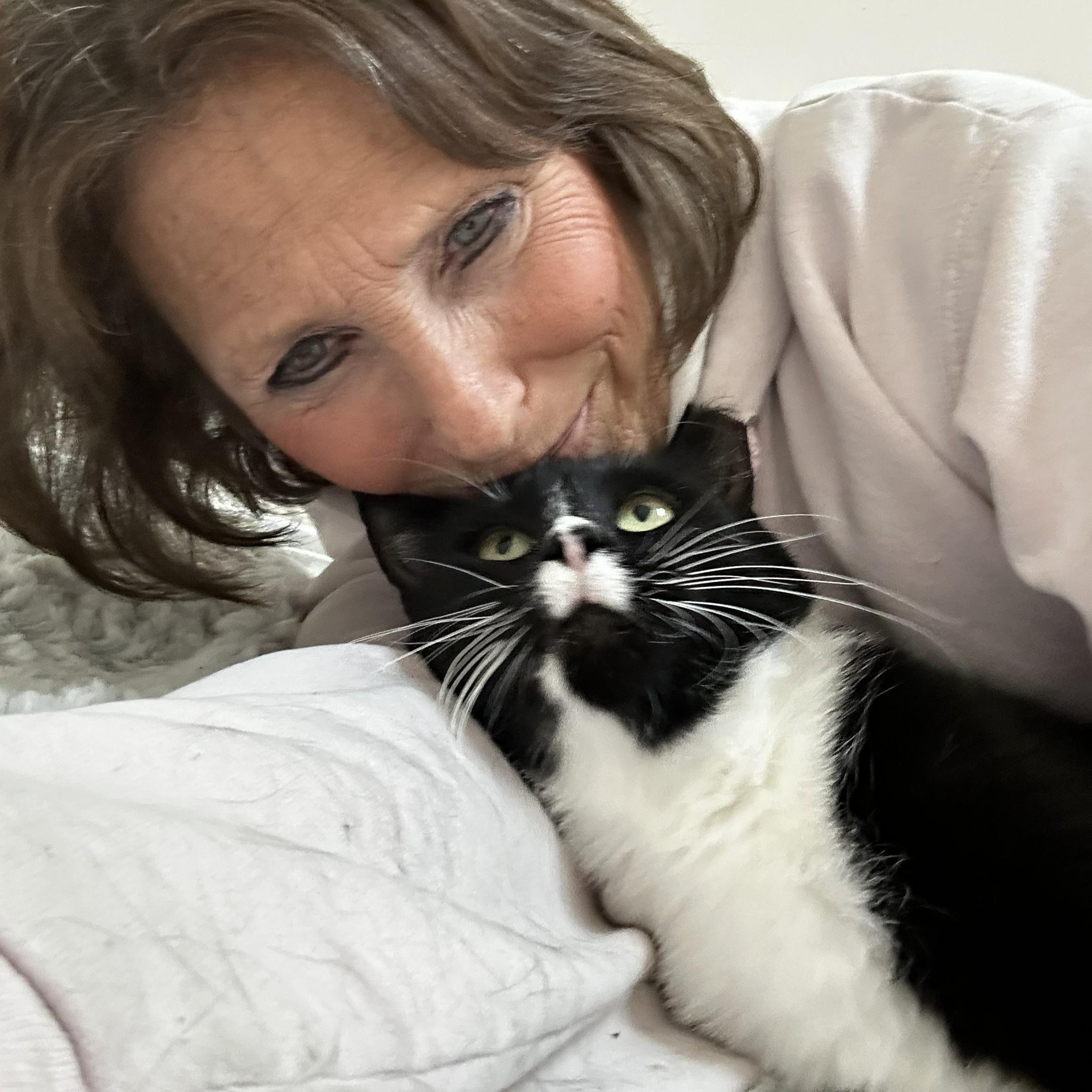 Enlarge Tuxedo Toby!, a other Tuxedo in Warren, MI image 4/6