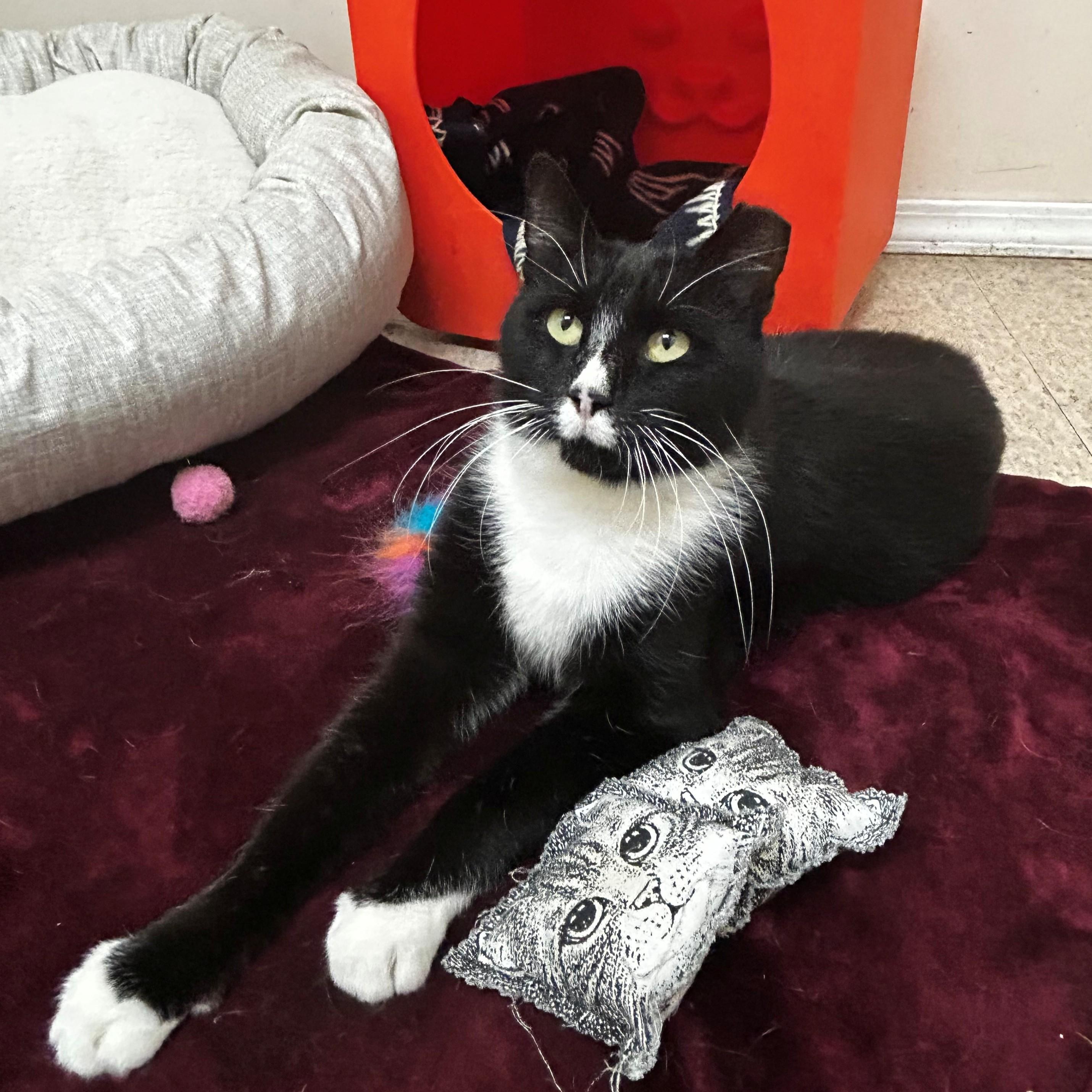 Enlarge Tuxedo Toby!, a other Tuxedo in Warren, MI image 6/6