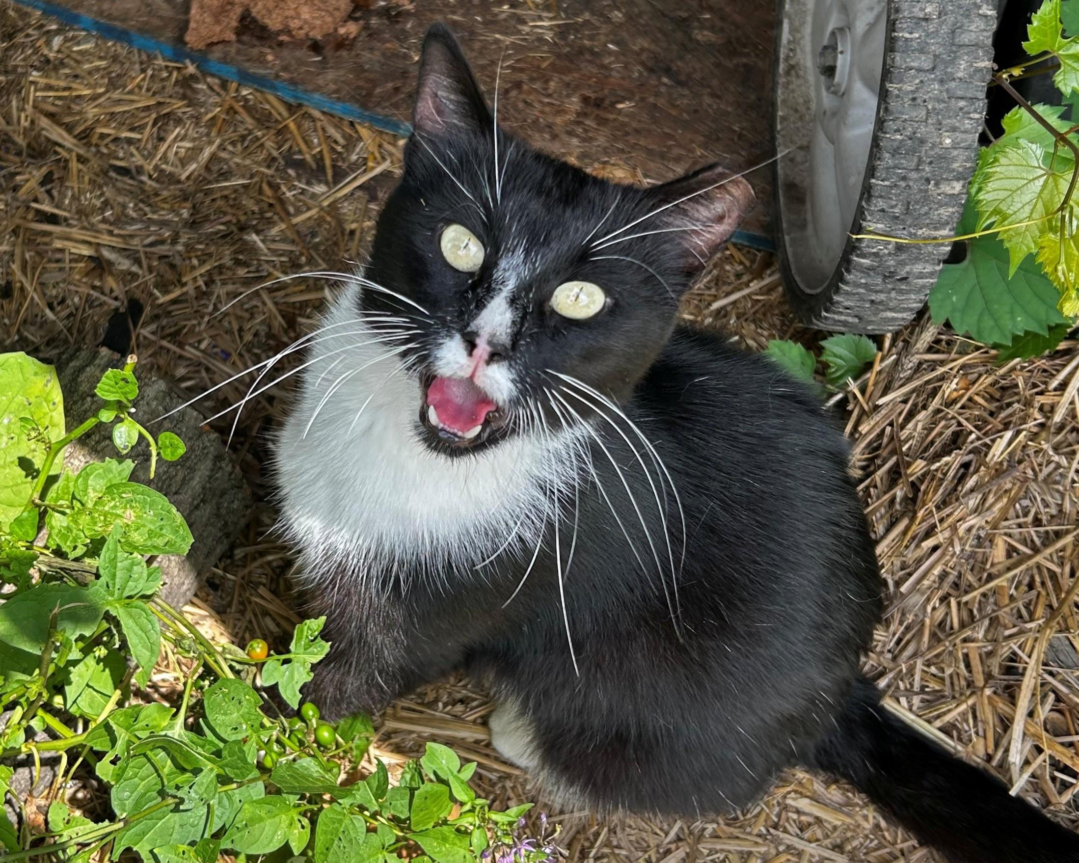 Enlarge Tuxedo Toby!, a other Tuxedo in Warren, MI image 2/6