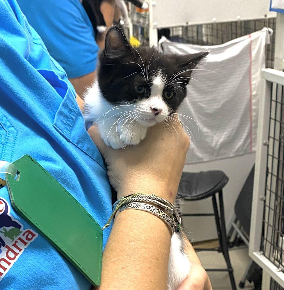 Enlarge Number 1, a Adoptable Domestic Short Hair in Alexandria, VA image 1/2