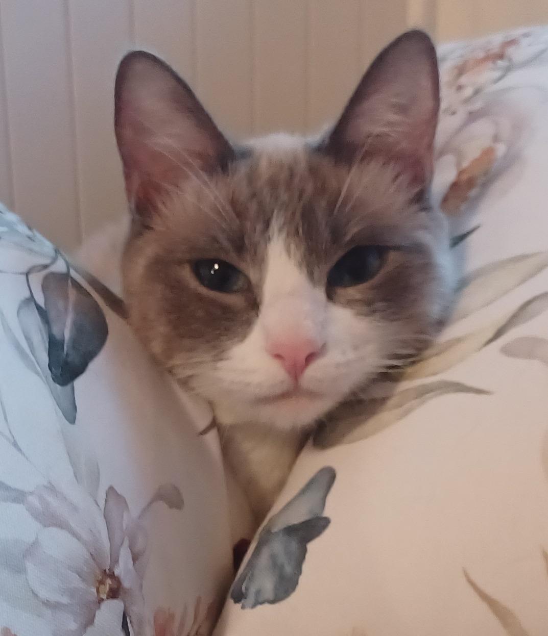 Enlarge Miranda , a ADOPTABLE Siamese in San Mateo, CA image 1/3