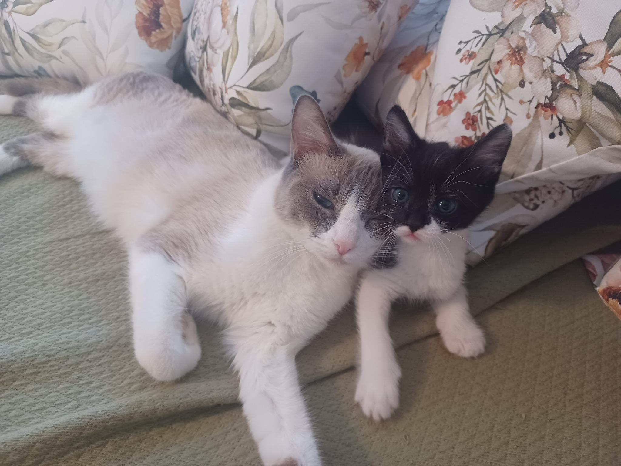 Enlarge Miranda , a ADOPTABLE Siamese in San Mateo, CA image 3/3