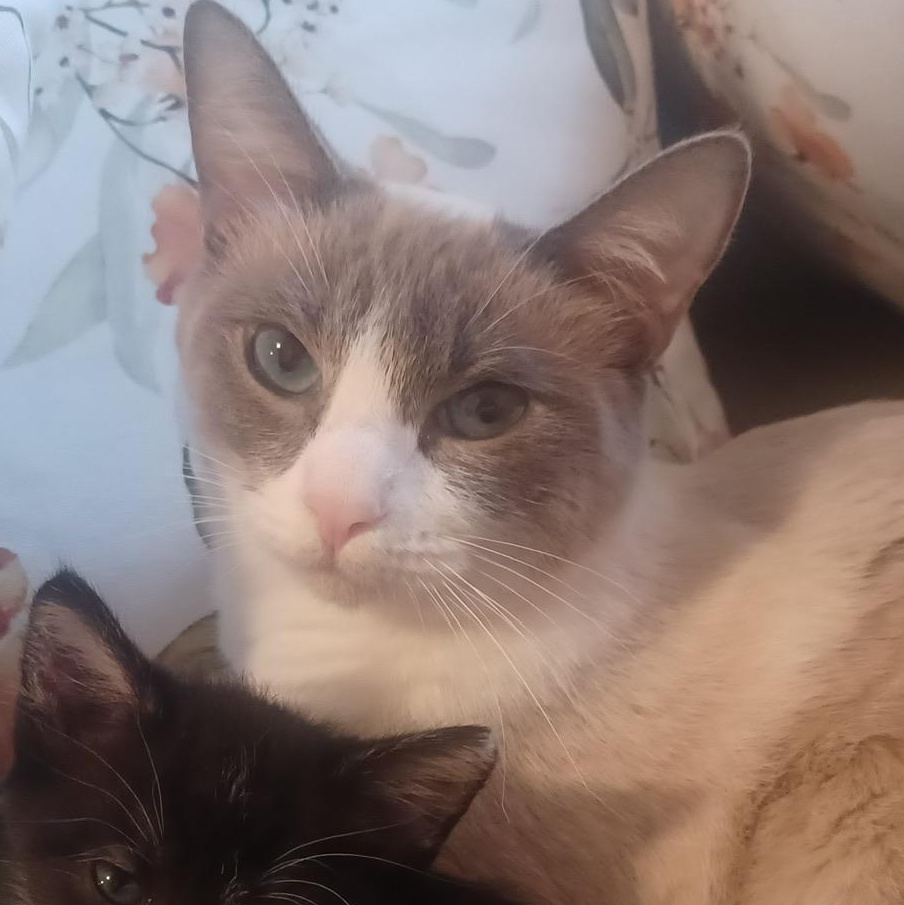 Enlarge Miranda , a ADOPTABLE Siamese in San Mateo, CA image 2/3