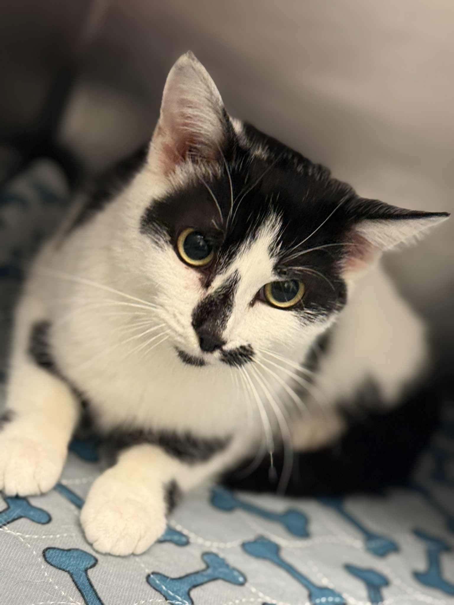 Coralina, Adoptable, Adult Female Domestic Short Hair.