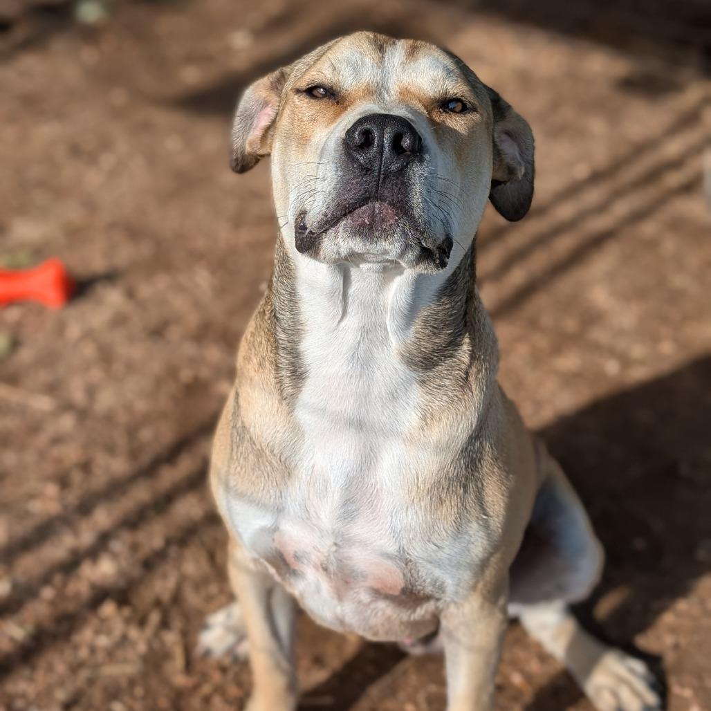 Bob, a Adoptable mixed breed in Buchanan Dam, TX image 1/2