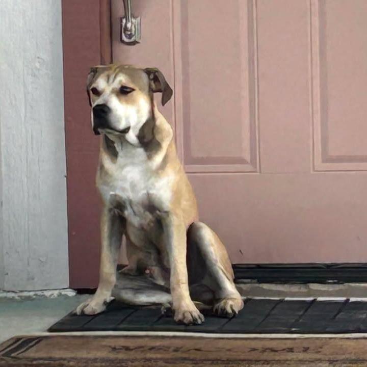 Bob, a Adoptable mixed breed in Buchanan Dam, TX image 2/2