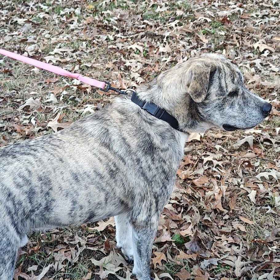 Enlarge Walker, a Adoptable mixed breed in Medfield, MA image 2/6